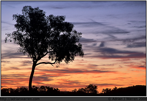 Gum tree sunset