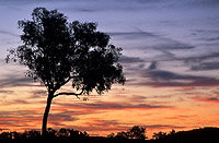 Gum tree sunset, click to enlarge