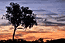 Gum tree sunset, click to enlarge